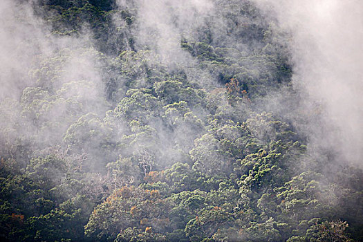 雾林,哥斯达黎加,中美洲