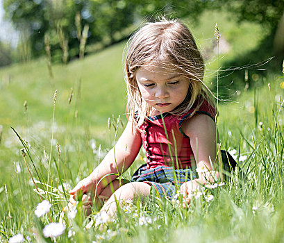 小女孩,坐,花,草地,上巴伐利亚,巴伐利亚,德国,欧洲
