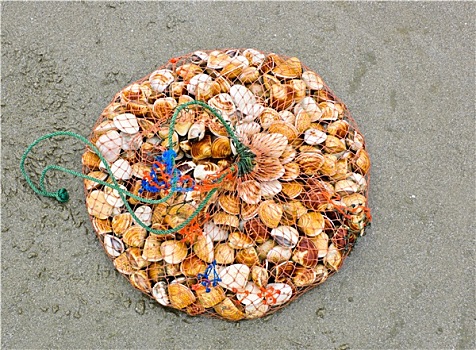 海螺壳,渔网