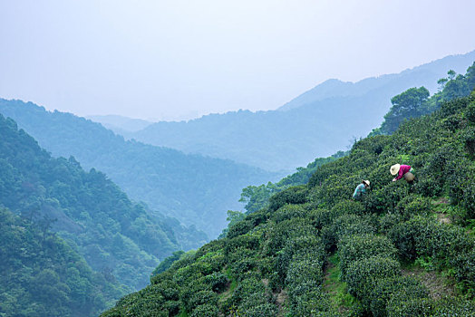 龙井茶茶山采茶女