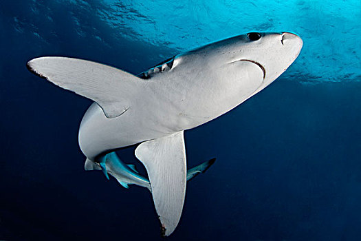 蓝鲨,锯峰齿鲛,开普角,开普敦,南非,大西洋,印度洋,水下