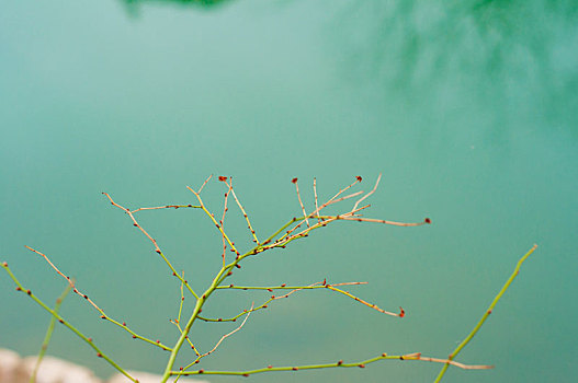 湖边发出嫩芽的植物枝条