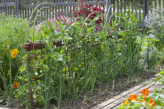 糖荚豌豆,有机,花园