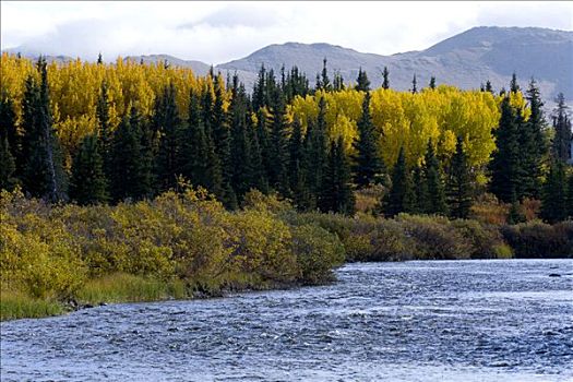 秋色,秋天,河,克卢恩国家公园,育空地区,加拿大