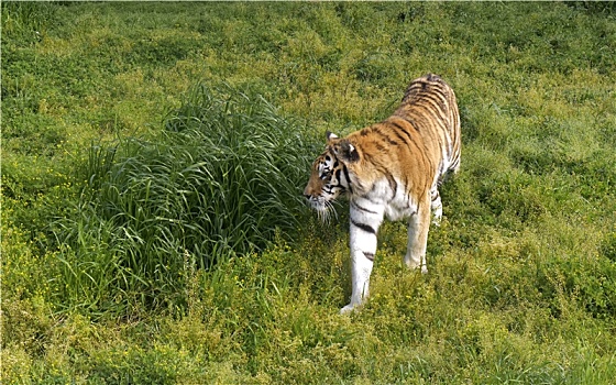 草地上漫步的老虎