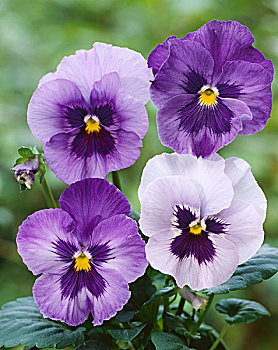 紫色,三色堇