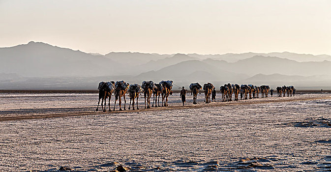 达纳基勒,埃塞俄比亚,非洲,盐湖,骆驼,风景