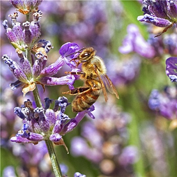 蜜蜂,羽扇豆属植物