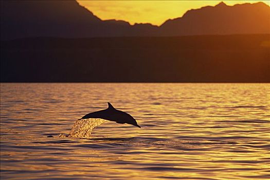 真海豚,海豚,跳跃,日落,科特兹海,墨西哥