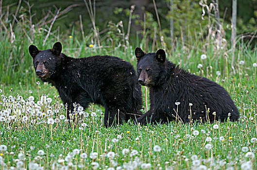 野生,不成熟,美洲黑熊,省立公园,安大略省