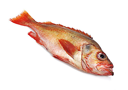 石斑鱼,鲜鱼,白色背景