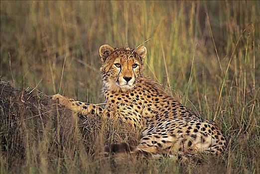 年轻,印度豹,猎豹,放入,草,猫科动物,哺乳动物,马赛马拉,肯尼亚,非洲,动物