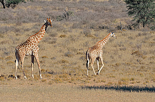 长颈鹿,雄性,站立,雌性,走,干草,卡拉哈迪大羚羊国家公园,北开普,南非,非洲