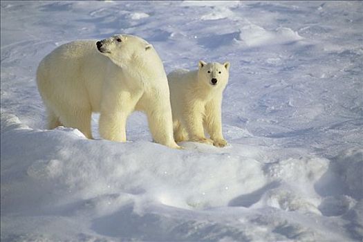 北极熊,站立,冰原,丘吉尔市,曼尼托巴,加拿大