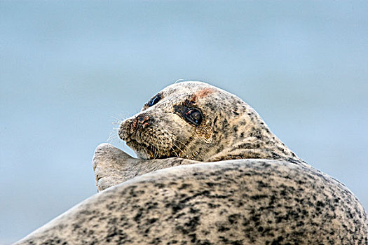 灰海豹,赫尔戈兰岛,德国
