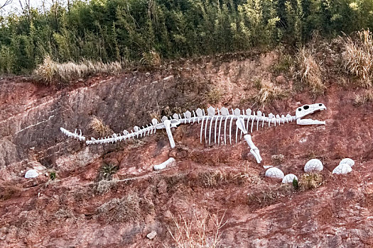 土壤中侏罗纪大型猛兽恐龙化石