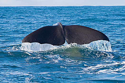 精子,鲸,成年,尾部,准备,声音,南岛,新西兰
