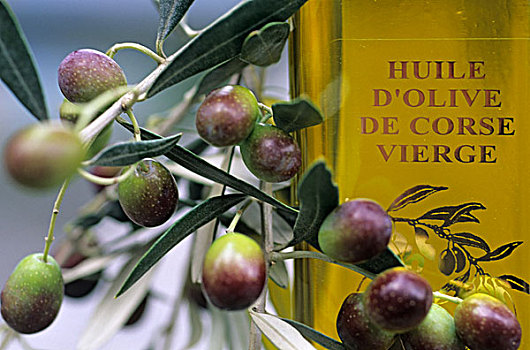 科西嘉,橄榄油