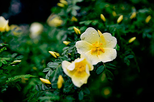 雨后鲜花