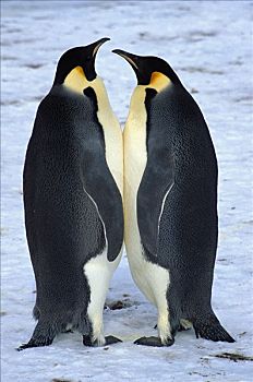 帝企鹅,两个,成年人,站立,面对面,栖息地,威德尔海,南极