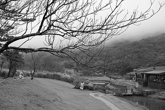 台北近郊山区的景点阳明山枯树与芦苇草
