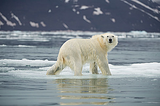 挪威,斯匹次卑尔根岛,北极熊,成年,向上,浮冰,西北地区,海岸,夏天