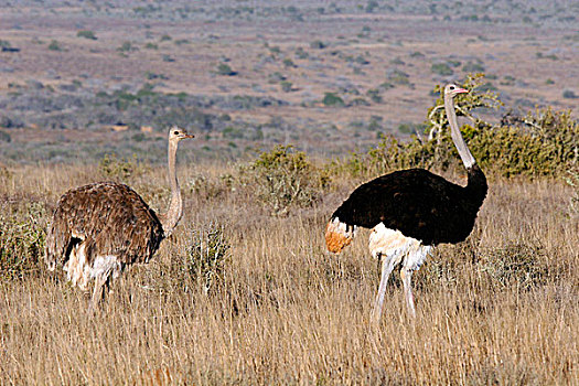 南非,一对,南方,鸵鸟,禁猎区