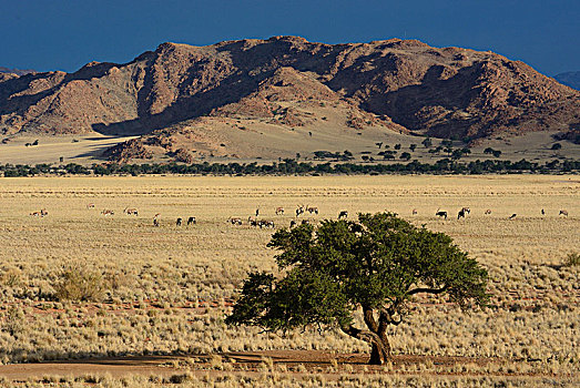 长角羚羊,放牧,草原,风景,纳米比沙漠,区域,纳米比亚,非洲