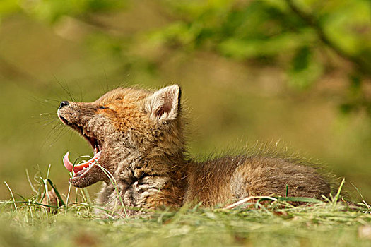 红狐,狐属,小动物,哈欠,黑森州,德国,欧洲