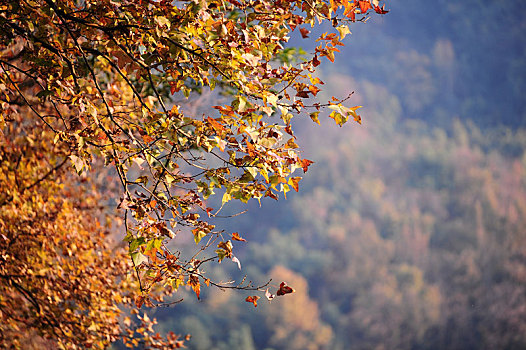 秋天的茅家埠山里