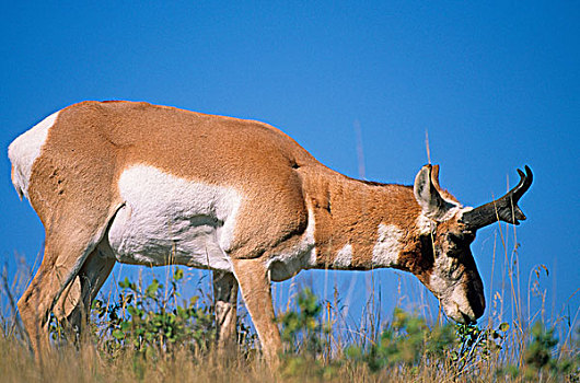 叉角羚,成年,浏览,卡斯特州立公园,南达科他,美国