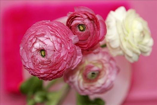 毛茛属植物,粉色,花瓶