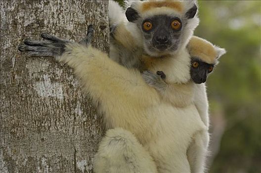 马达加斯加狐猴,紧握,背影,濒临灭绝,东北方,马达加斯加
