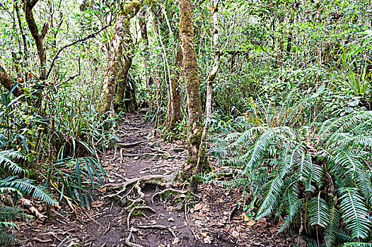 徒步旅行,密集,热带雨林,团聚,国家公园,靠近
