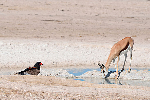 跳羚,喝,鹰,短尾鹰,水潭,埃托沙国家公园,纳米比亚,非洲