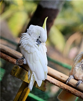 漂亮,白色,美冠鹦鹉