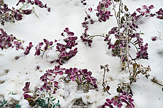 花,雪,紫色,下雪,大雪,紫花,雪景,自然风光