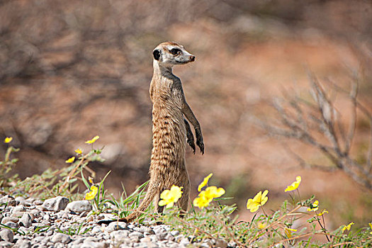 猫鼬,细尾獴属,卡拉哈迪大羚羊国家公园,北开普,南非,非洲