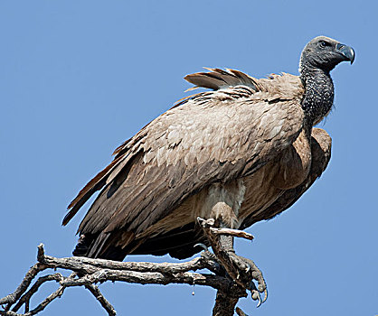 秃鹰,南非兀鹫,乔贝国家公园,博茨瓦纳,非洲