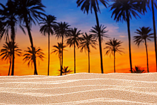 热带,棕榈树,日落,天空,沙滩,沙丘,海滩
