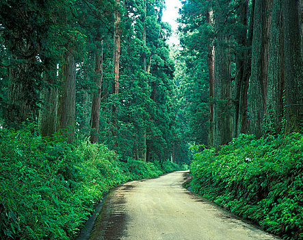 道路,柳杉,树