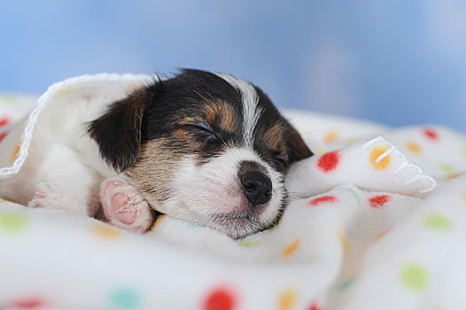 杰克罗素狗,三色,小狗,5星期大,斑点,毯子,奥地利,欧洲