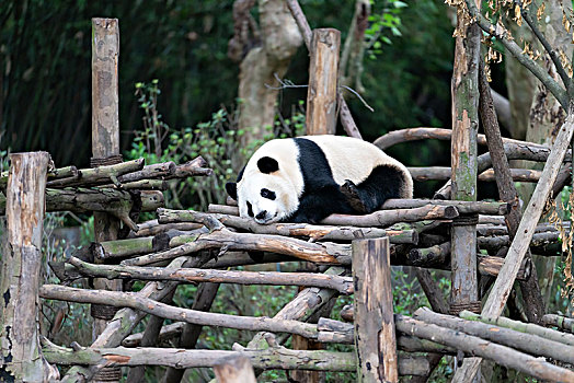 成都大熊猫繁育基地的熊猫