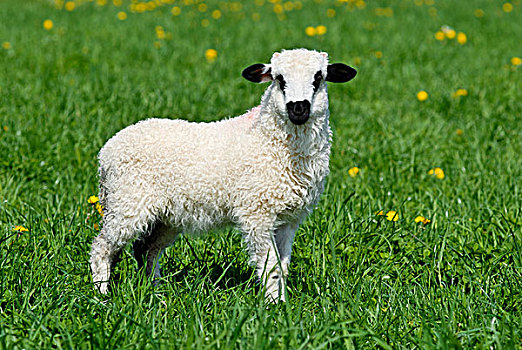 羊羔,站立,草地
