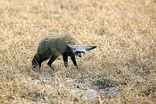 大耳狐,奥卡万戈三角洲,博茨瓦纳,非洲