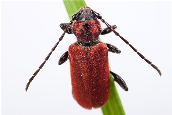 赫丘利甲虫的图片图片