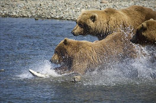 母兽,棕熊,幼兽,追逐,三文鱼,溪流,夏天,西南方,阿拉斯加