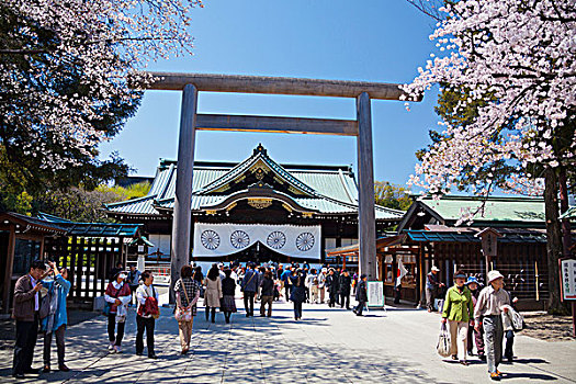 日本,神祠,樱花