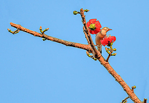 木棉花和鸟