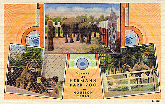 赫尔曼,公园,动物园,休斯顿,美国,明信片,艺术家,未知